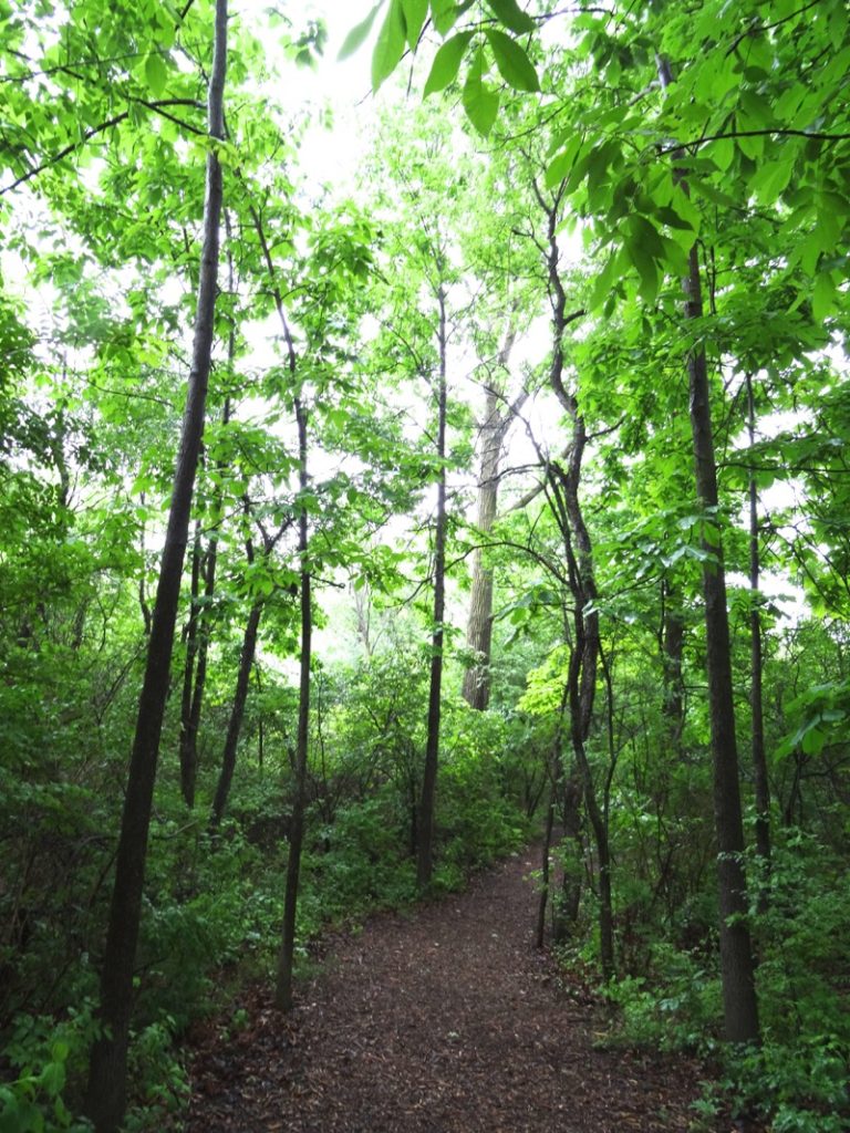 4th Saturday Stewardship at Petersen Island Woods Kettle Moraine Land