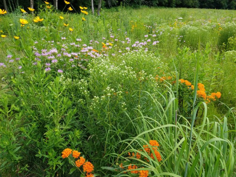 vince camuto ivory heels